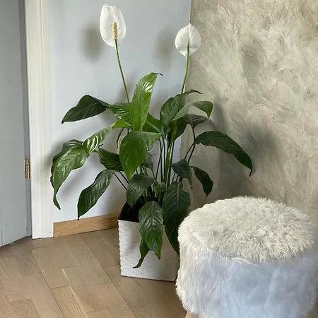 Renthouse Guest Adeele *