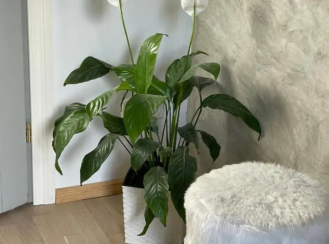 Renthouse Guest Adeele *